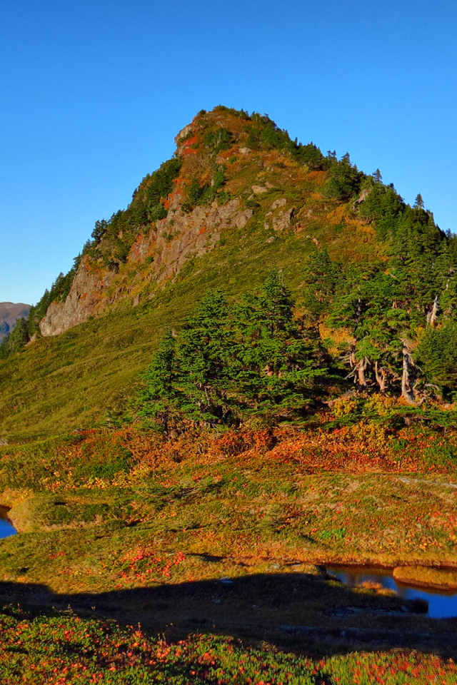 Гора заросшая деревьями