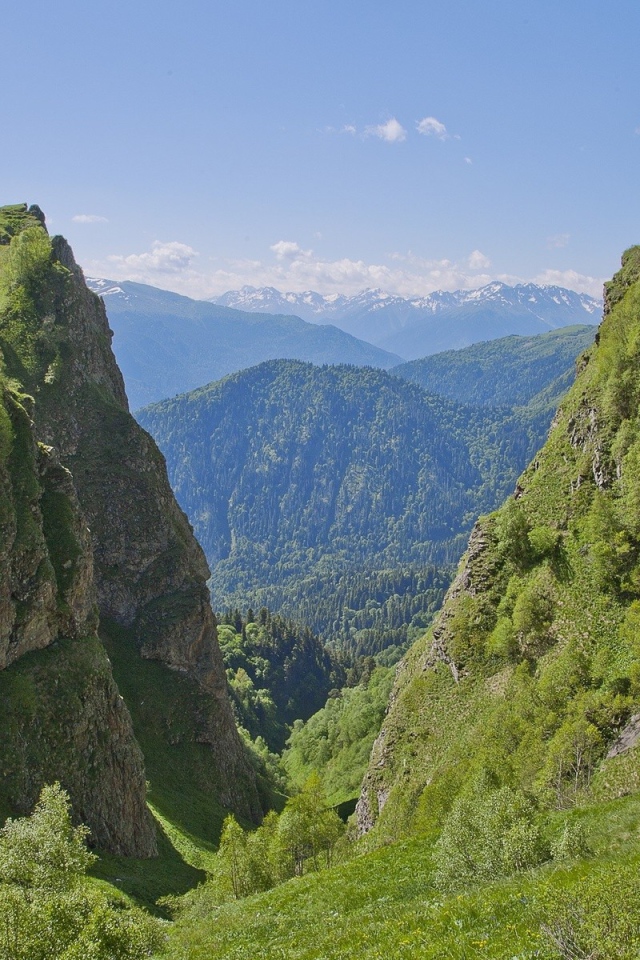 Поросшее растениями ущелье в горах