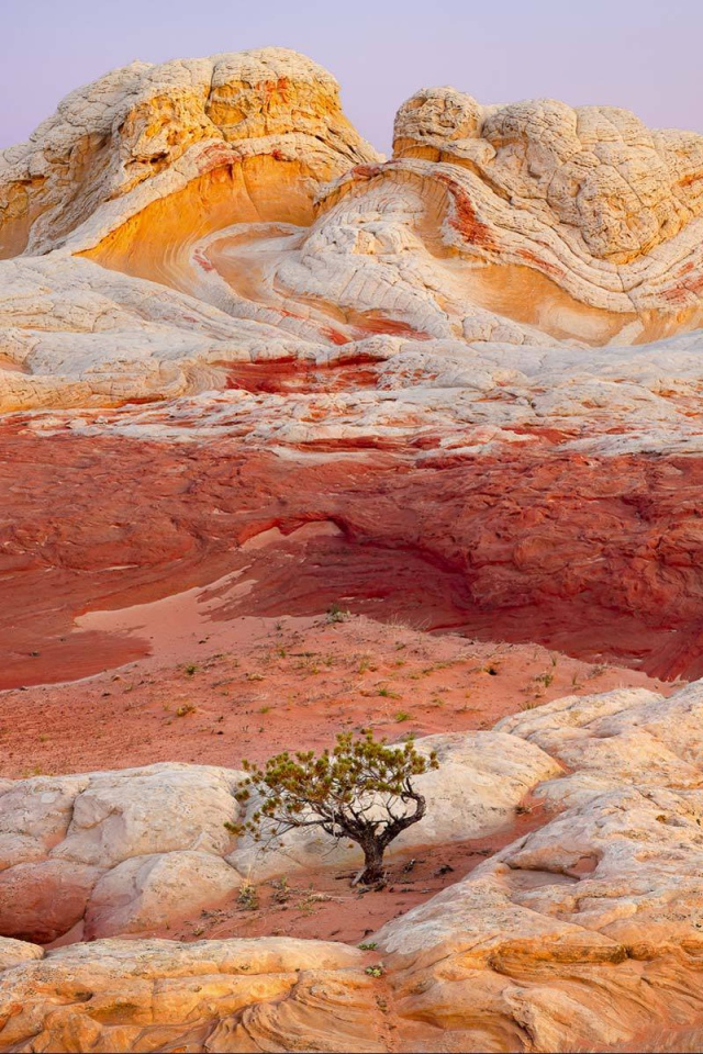 Одинокое дерево на разноцветных скалах