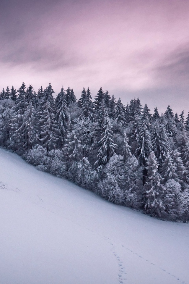 Роща из сосновых деревьев в горах