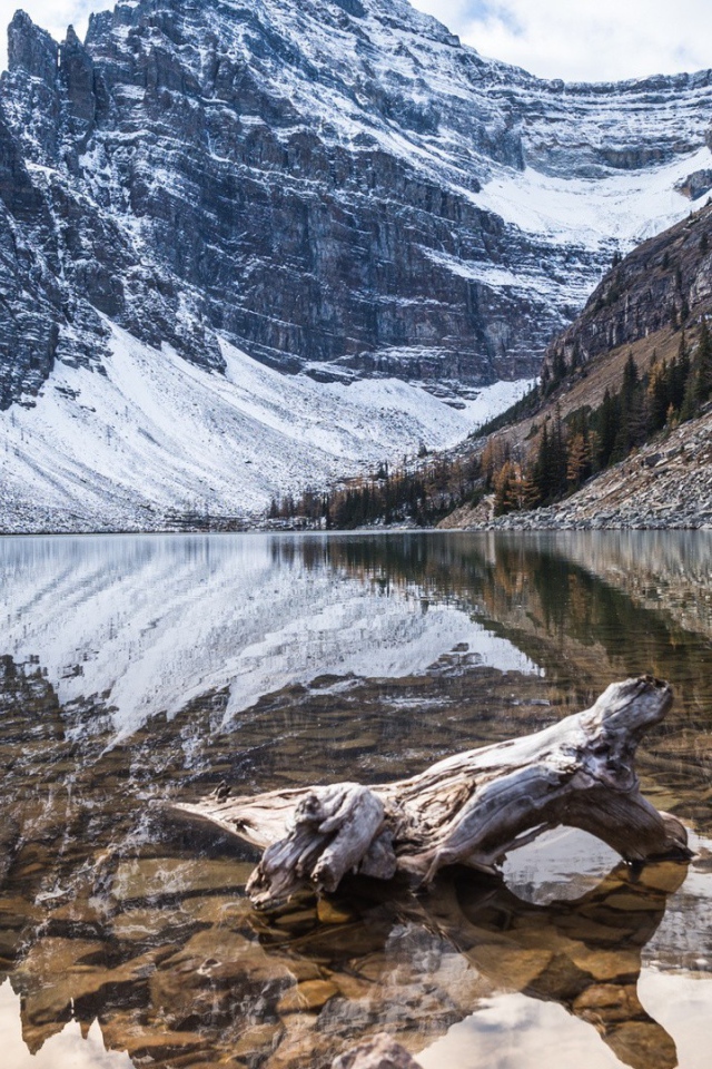 Остаток от дерева в воде горной реки