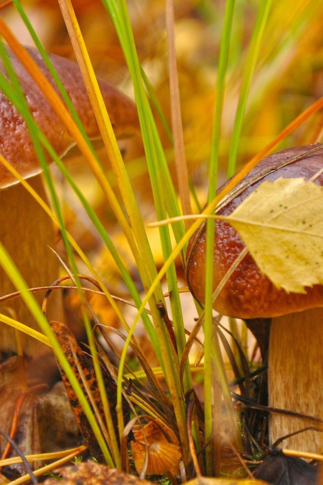 Пара белых грибочков
