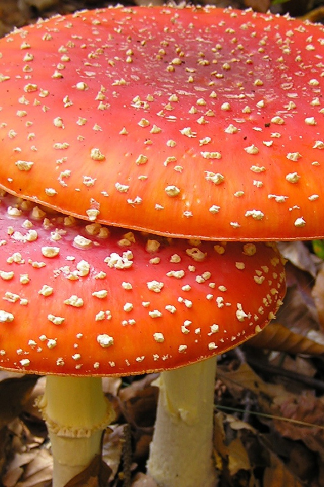 Большие мухоморы в лесной чаще