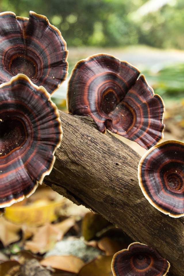 Коричневые грибы на стволе дерева