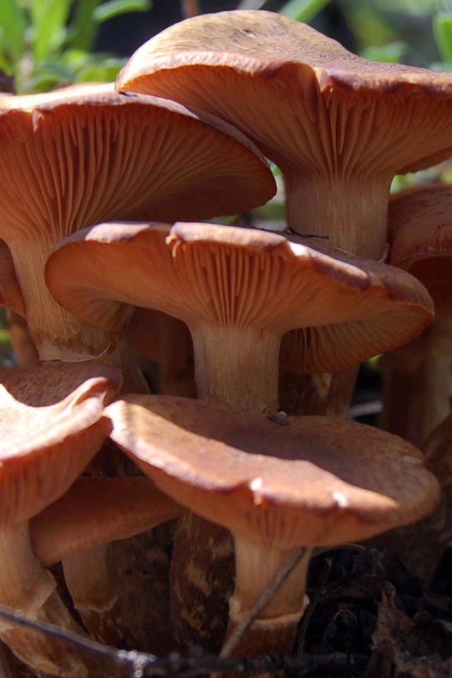 Семья грибов из грибницы