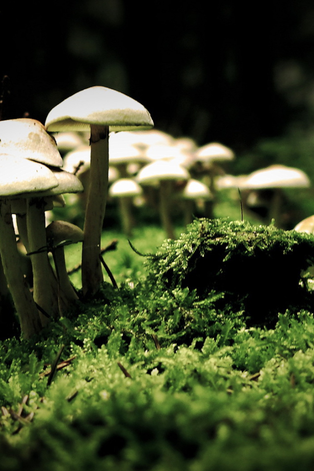 Семья грибов на мху