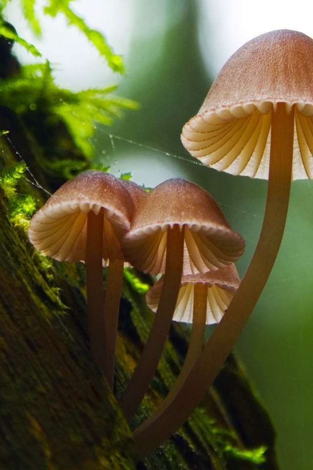 Семейка грибов на коре дерева