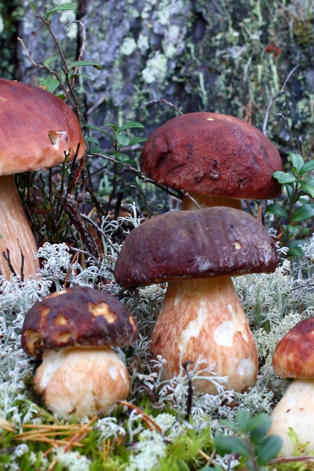 Семья белых грибов