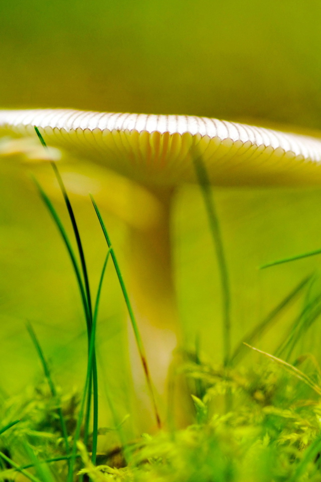 Зеленый светящийся гриб