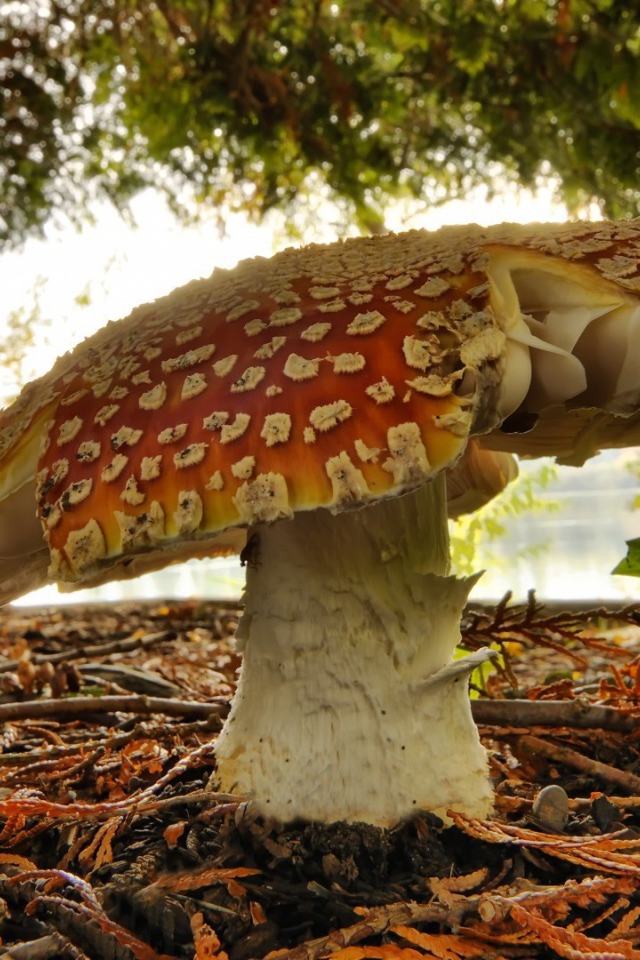 Одинокий старый гриб мухомор