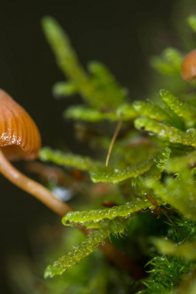 Макрофото маленьких грибов