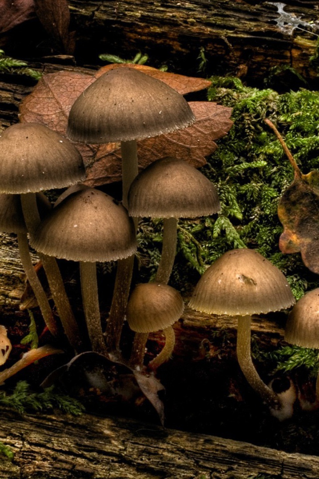 Грибы и мох на стволе дерева