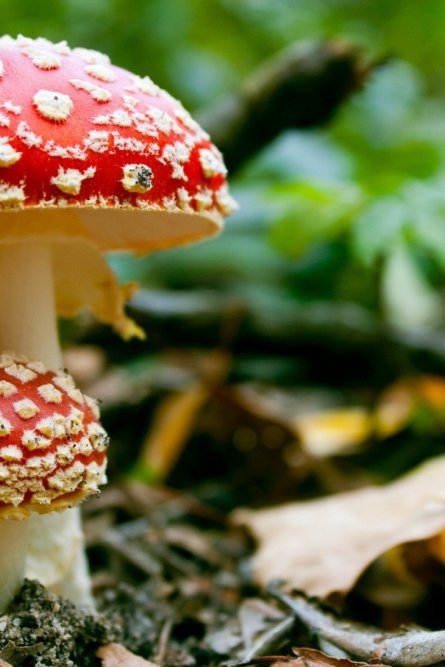 Маленький мухомор под шляпкой большого