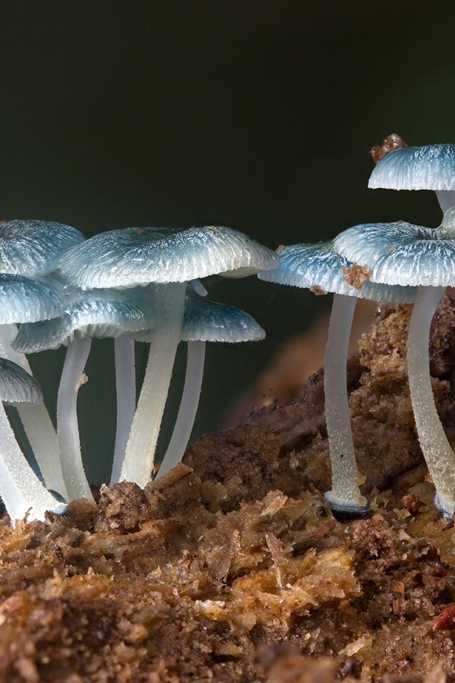 Семейство голубых грибов