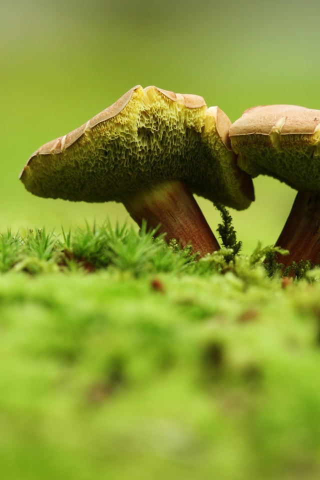 Two green mushroom on the grass