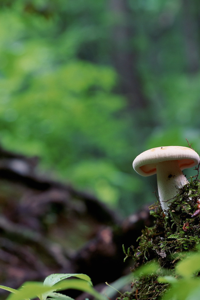 Белый гриб на корнях дерева