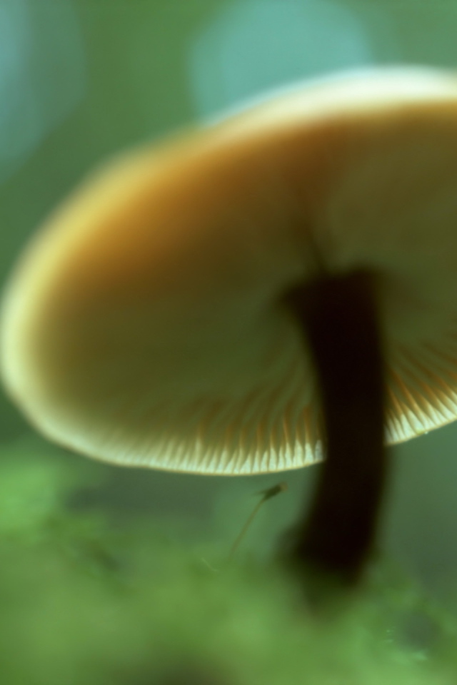 Пластинчатый гриб вид снизу