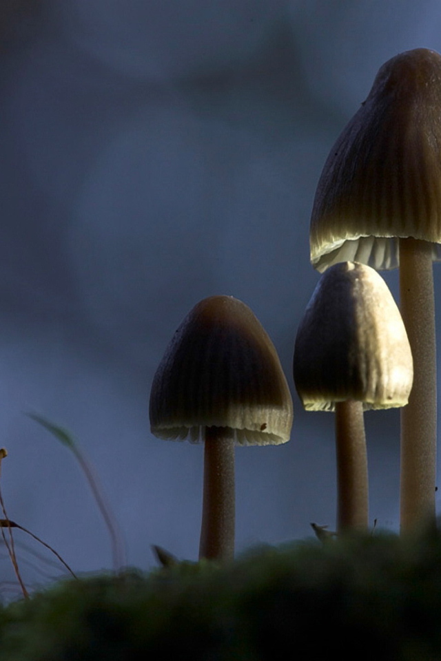 Три гриба зонтика