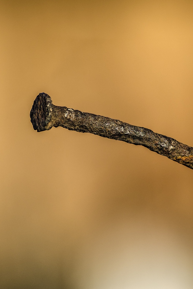 Ржавый гвоздь в коре дерева