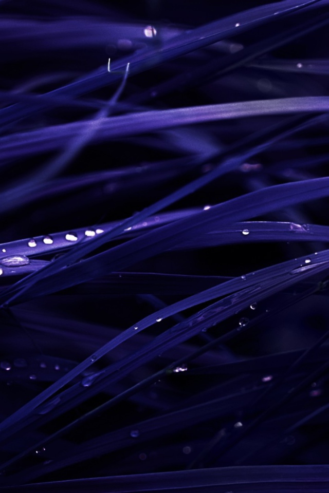 Роса на темно синей траве