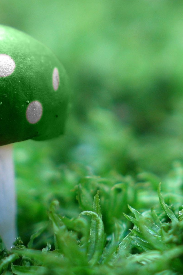 Зеленый гриб на траве