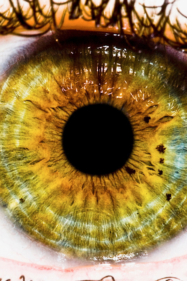 Радужная оболочка и зрачек глаза