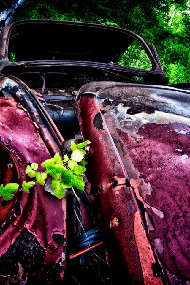 Остатки розового автомобиля среди зарослей