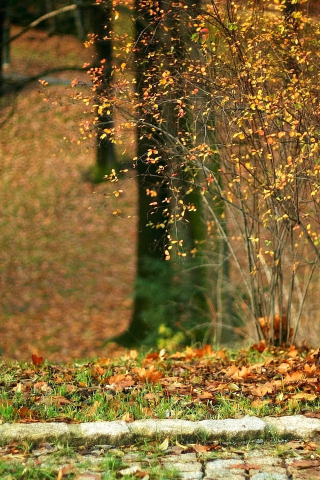 Конец забора