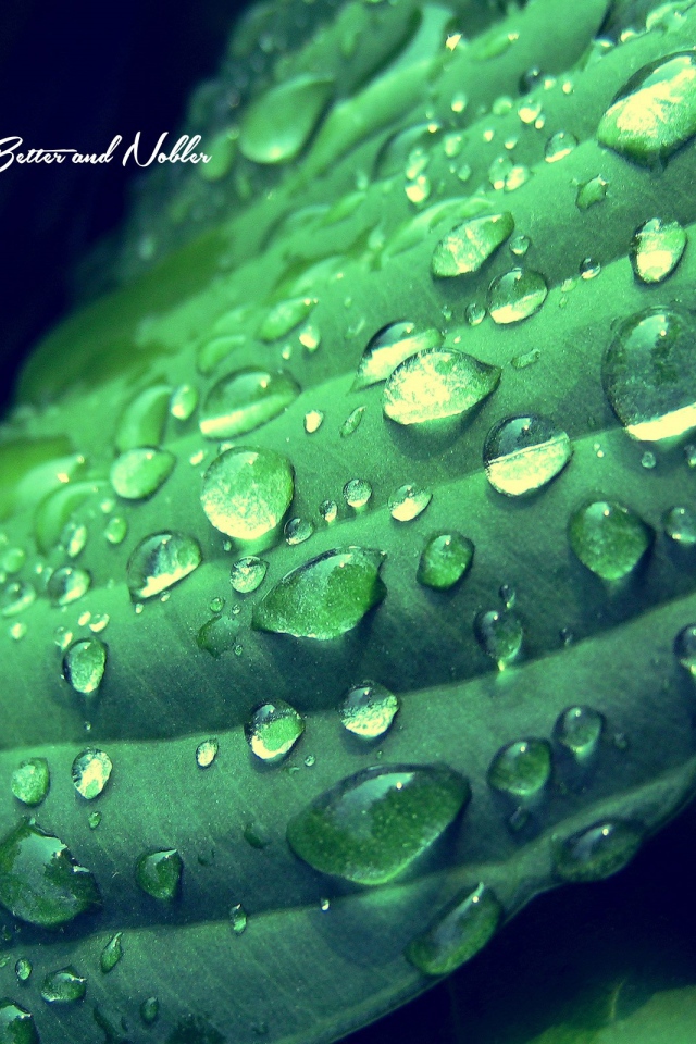 Надпись на фоне мокрого зеленого листика