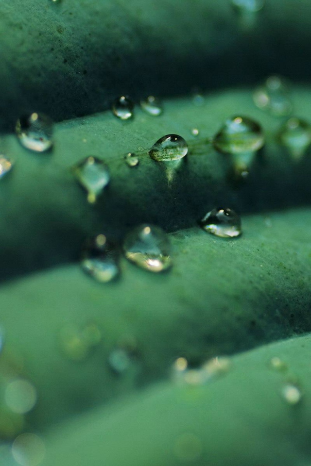 Прозрачные капли на зеленом листике