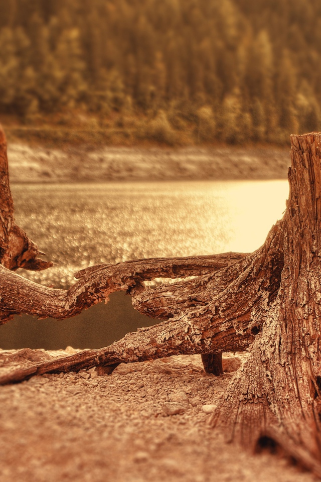 Два пенька у воды