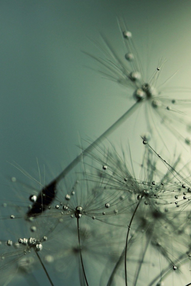 Капли воды на семенах одуванчика