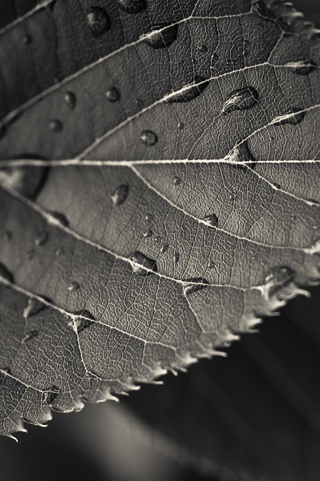 Мокрый черный лист