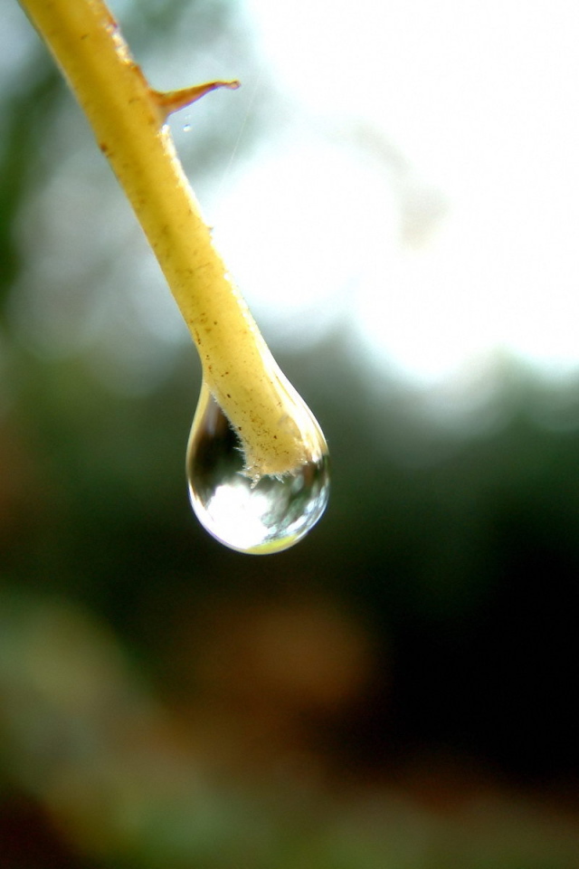 Капля на конце ветки