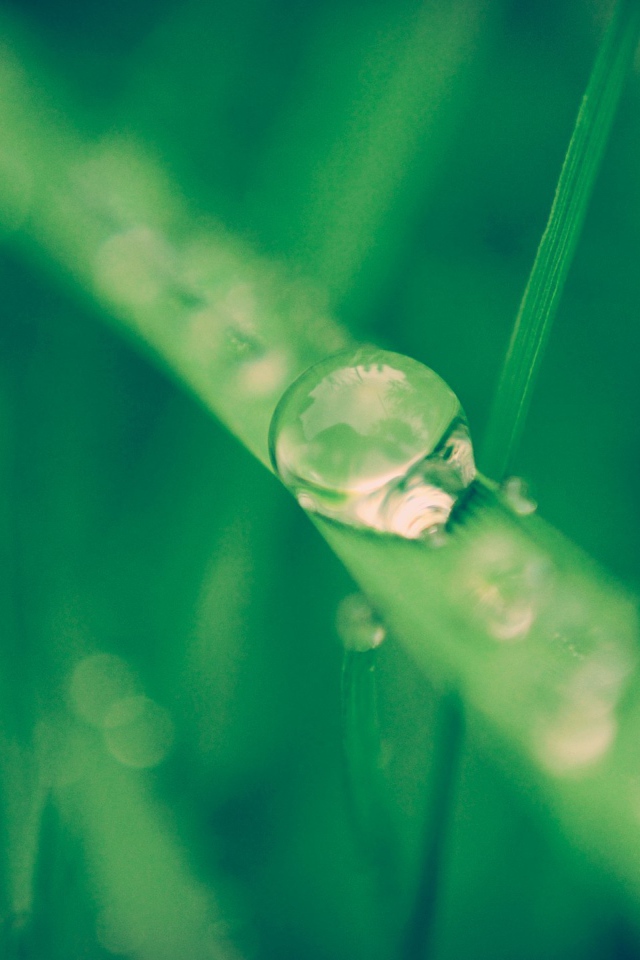 Капля воды стекает по травинке