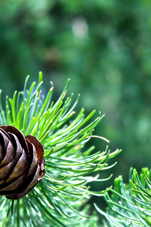 Небольшая шишка на еловой ветке