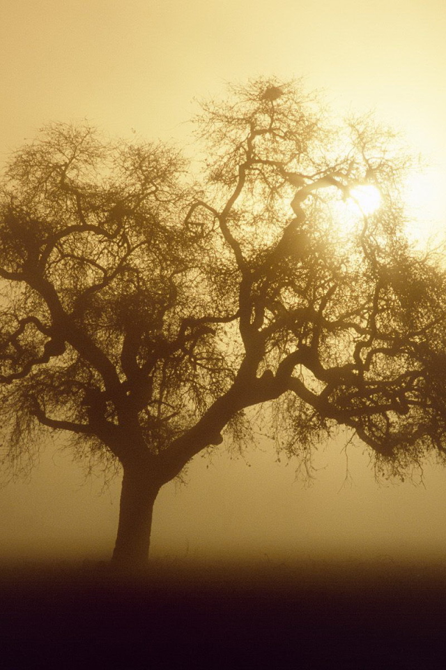 Дерево закрывает солнце