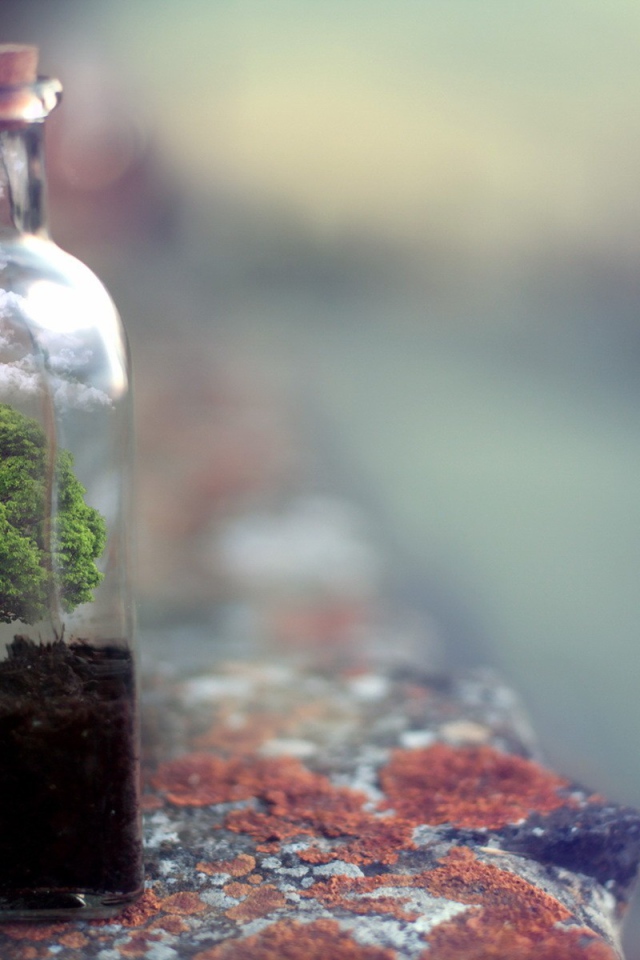 Дерево растет в стеклянной бутылке