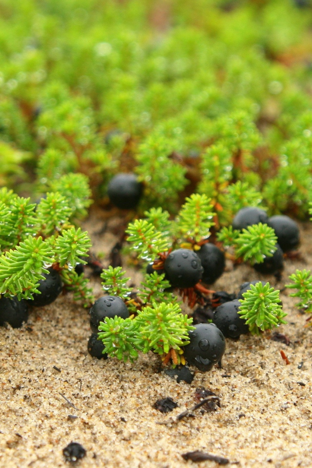 Ягоды и ростки на песке