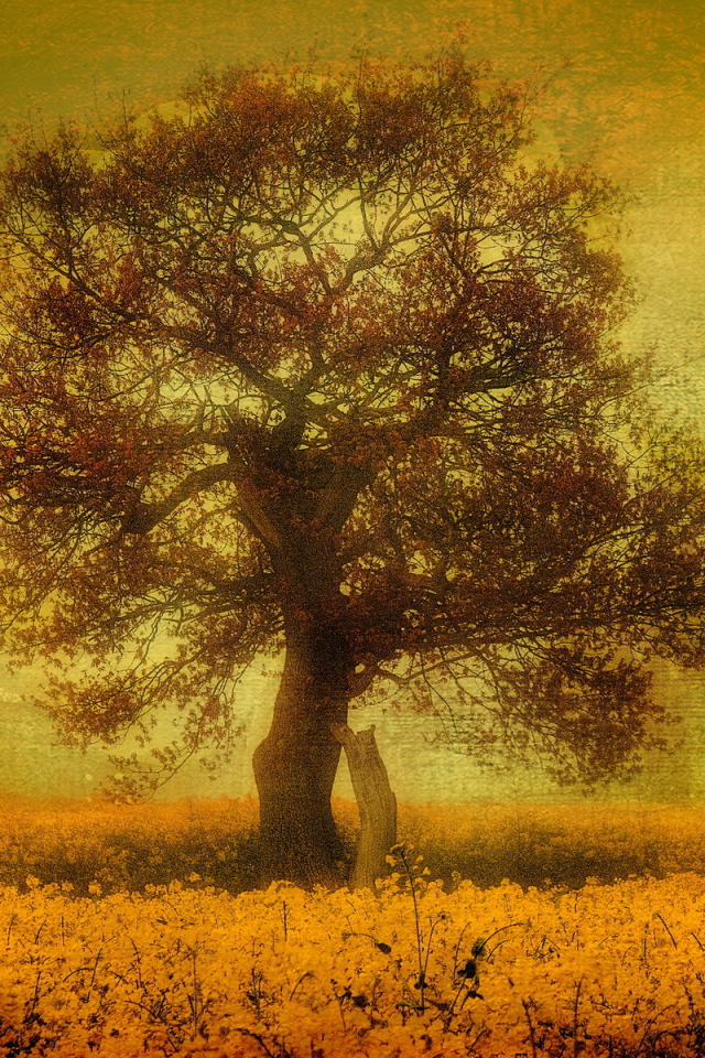 Птицы над одиноким деревом