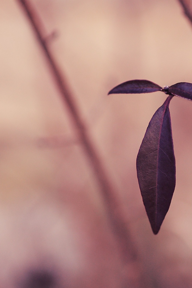 Черные листья на розовом фоне