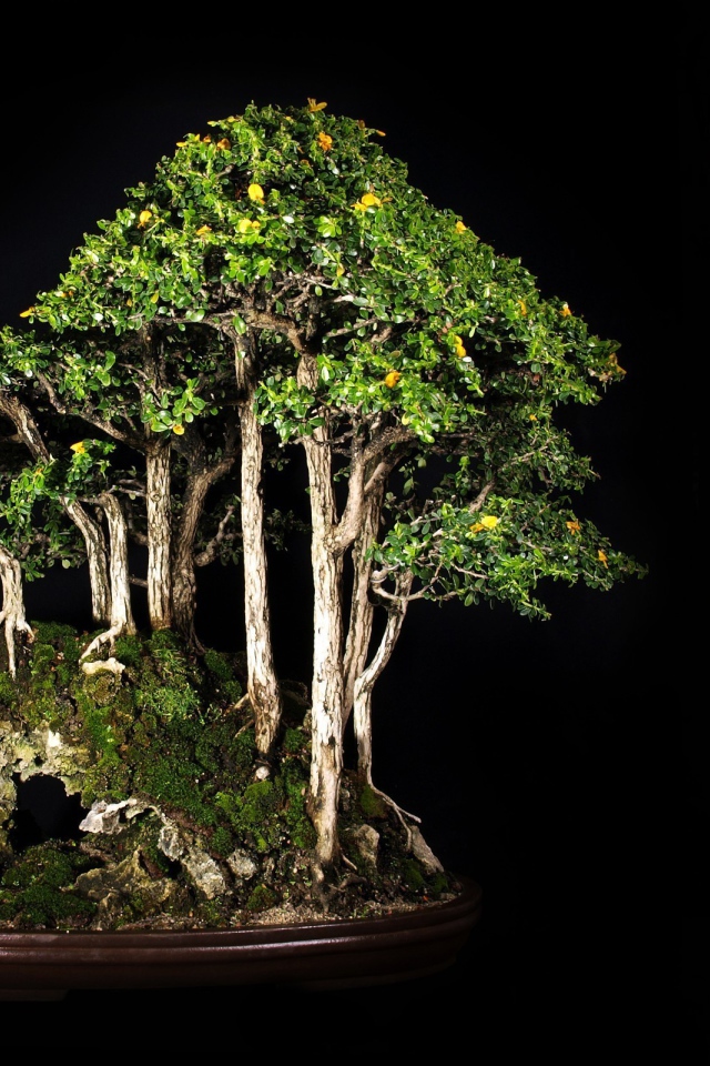 Роща бонсай на черном фоне
