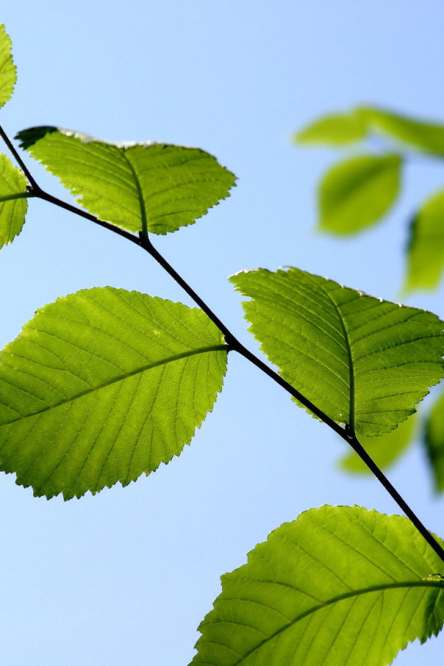 Ветка с зелеными листьями