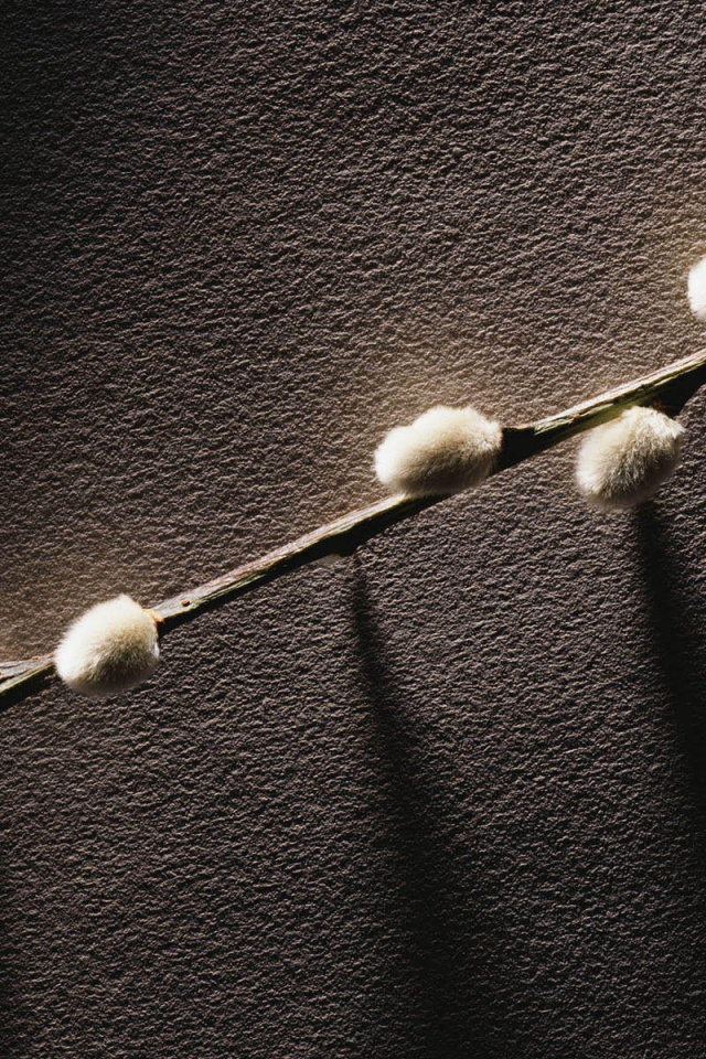 Веточка с весенними почками