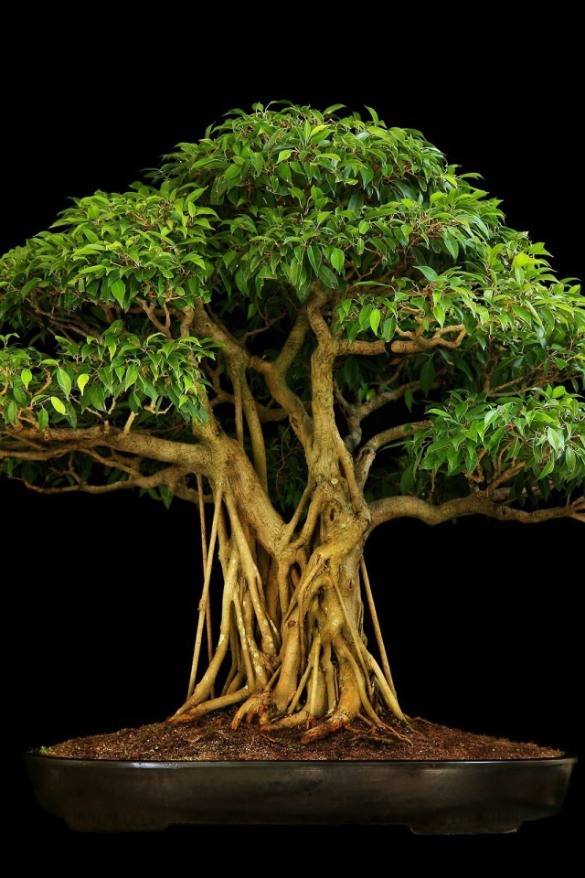 Коричневое дерево бонсай