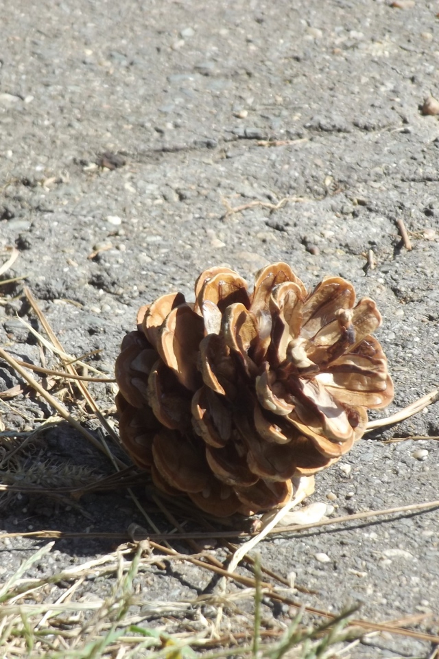 Шишка на земле