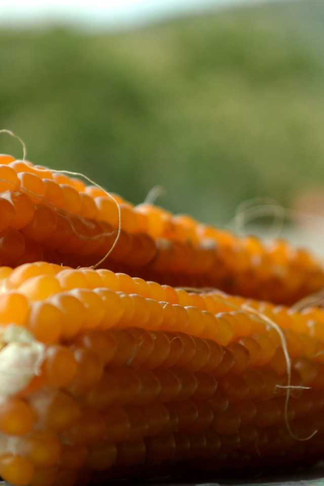 Початки кукурузы