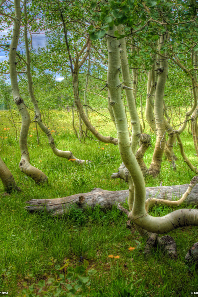 Кривые деревья на болоте