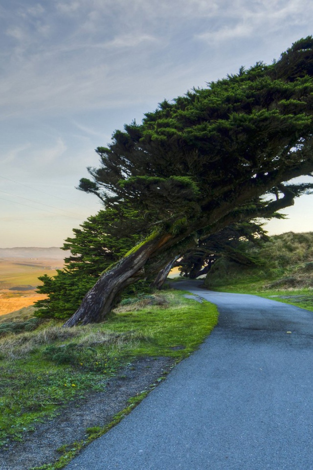Кипарис на побережье