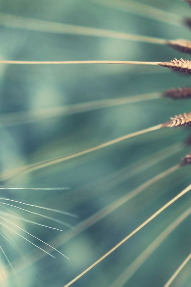 Семена одуванчика крупным планом